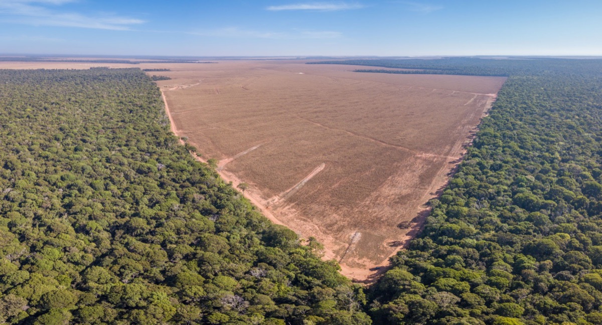 Aerial view of a large triangle of rainforest cleared for farming