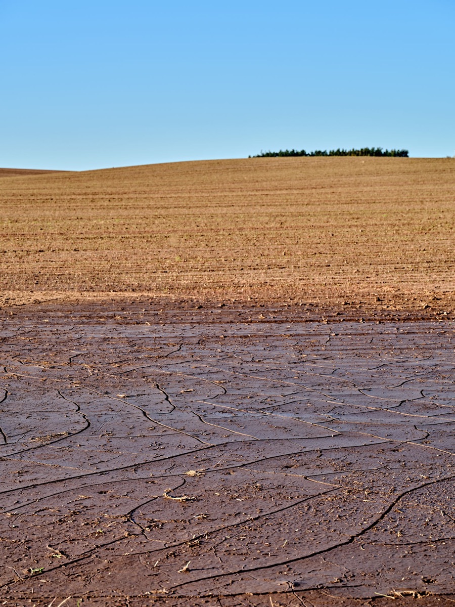 Cracked, bare soil in a large single-crop field