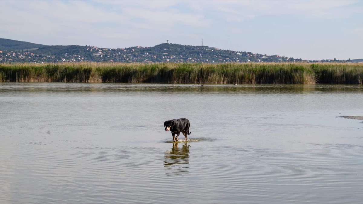 An animal standing in the shallow water of a shrinking lake