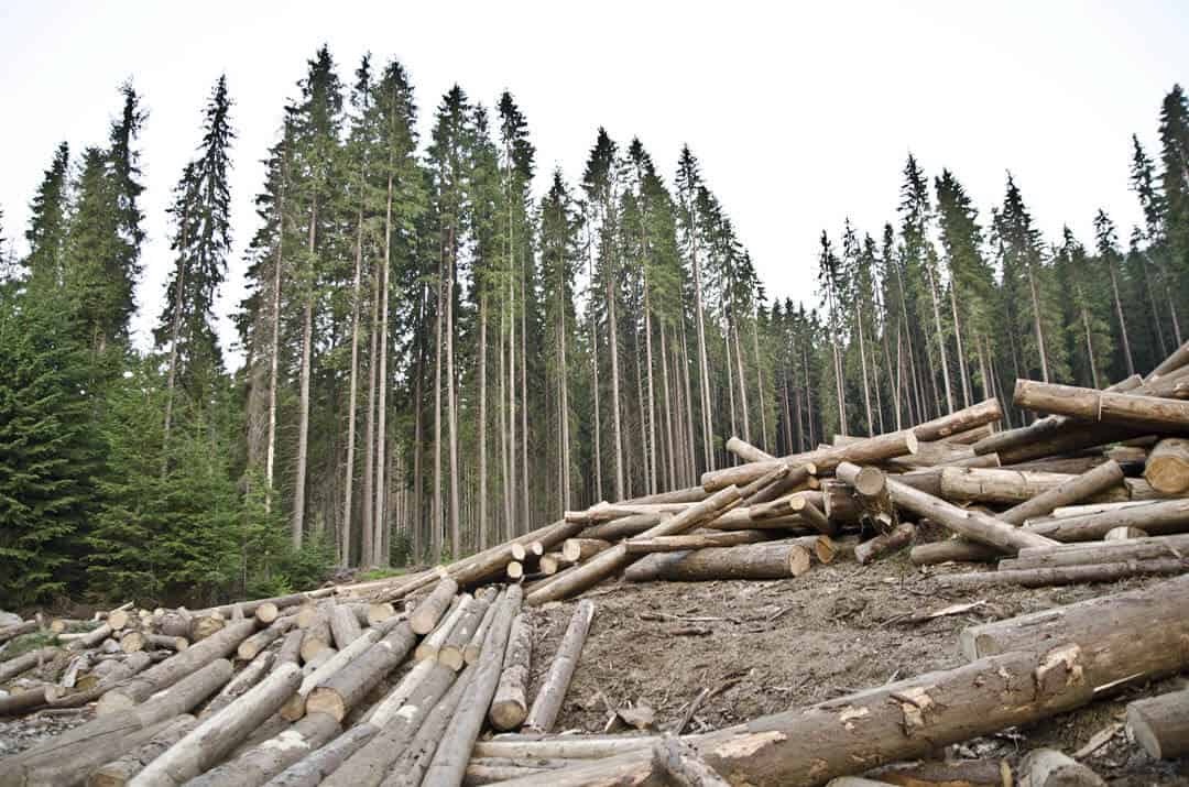 Felled trunks piled in front of a conifer forest